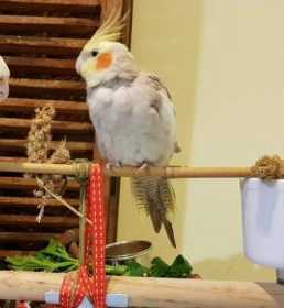 Lost Cockatiel