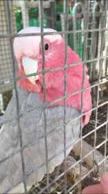 Lost Galah Cockatoo