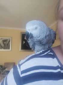 Lost African Grey