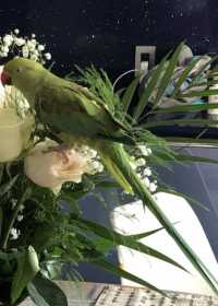 Lost Indian Ringneck Parakeet