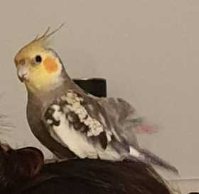 Lost Cockatiel