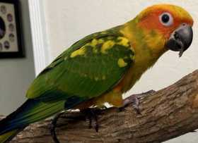 Lost Conure