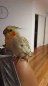 Lost Cockatiel