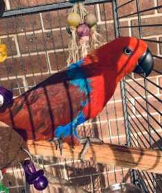 Lost Eclectus