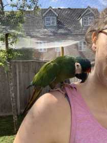 Lost Macaw
