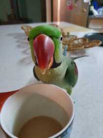 Lost Alexandrine