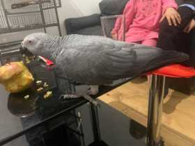 Lost African Grey