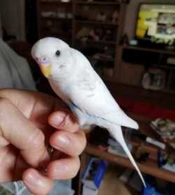 Lost Budgerigar