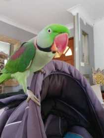 Lost Alexandrine