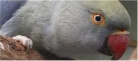Lost Indian Ringneck Parakeet