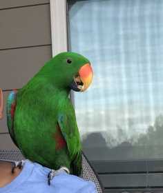 Lost Eclectus