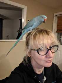Lost Indian Ringneck Parakeet