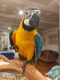 Lost Macaw