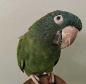 Lost Conure