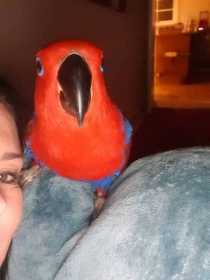 Lost Eclectus