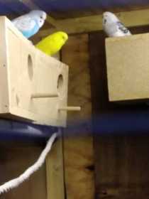 Lost Budgerigar