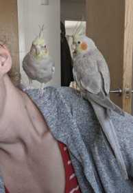 Lost Cockatiel