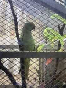 Lost Indian Ringneck Parakeet