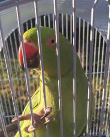 Lost Indian Ringneck Parakeet