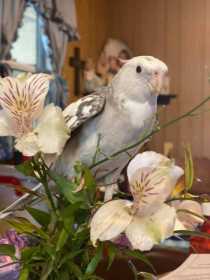 Lost Cockatiel
