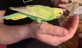 Lost Budgerigar