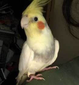 Lost Cockatiel