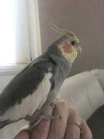 Lost Cockatiel