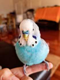 Lost Budgerigar