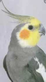 Lost Cockatiel