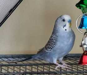 Lost Budgerigar