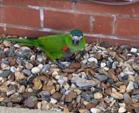 Lost Macaw