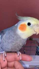 Lost Cockatiel