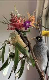 Lost Myna / Mynah