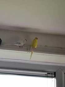 Lost Budgerigar