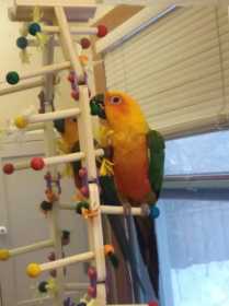 Lost Conure