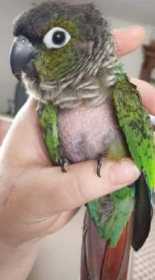 Lost Conure