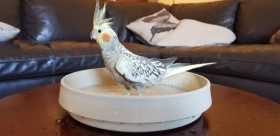 Lost Cockatiel