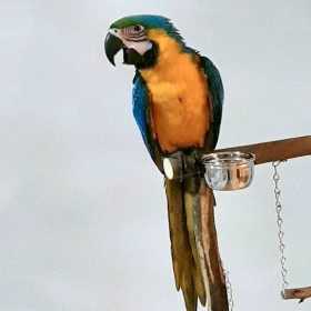 Lost Macaw