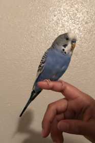 Lost Parakeet