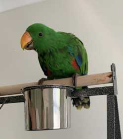 Lost Eclectus