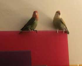 Lost Lovebird