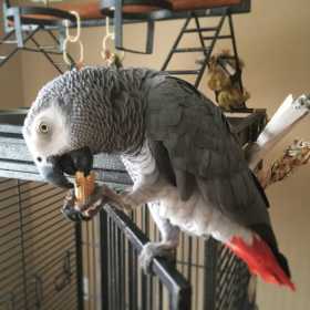 Lost African Grey
