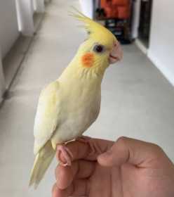 Lost Cockatiel