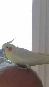 Lost Cockatiel