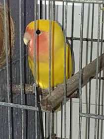 Lost Lovebird