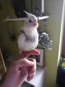 Lost Cockatiel