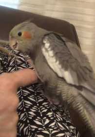 Lost Cockatiel