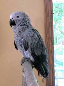 Lost African Grey