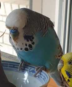 Lost Budgerigar