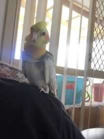 Lost Cockatiel
